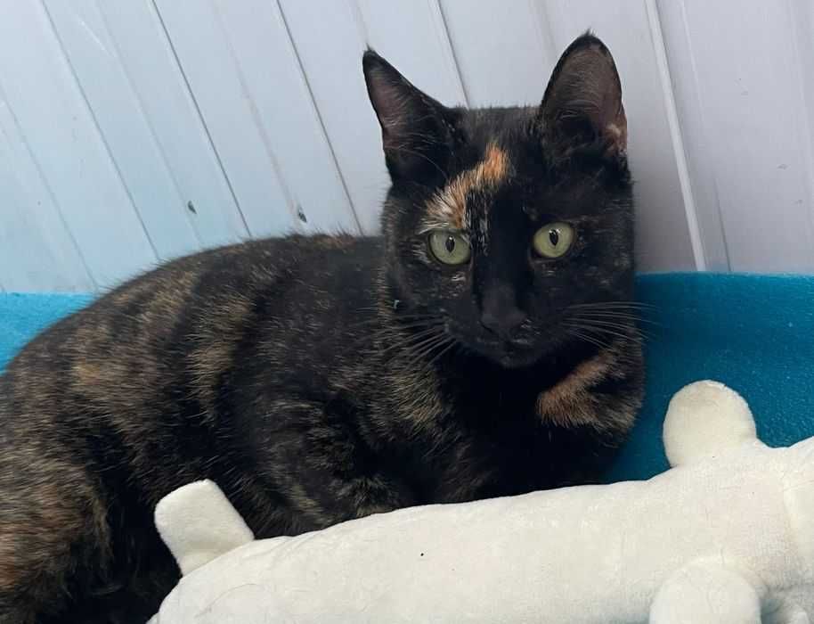 Tortie, pisicuta de 2 ani, sterilizata