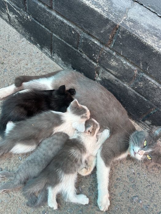Отдам котят в добрые руки