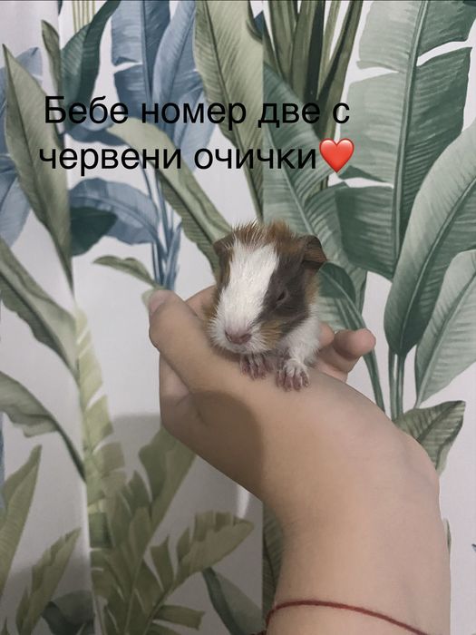 Чистокръвни морски свинчета