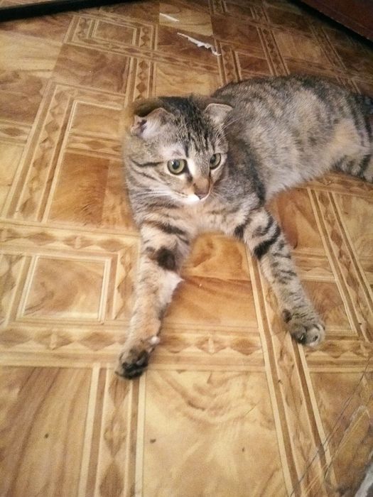 Котята даром, отдам котят даром