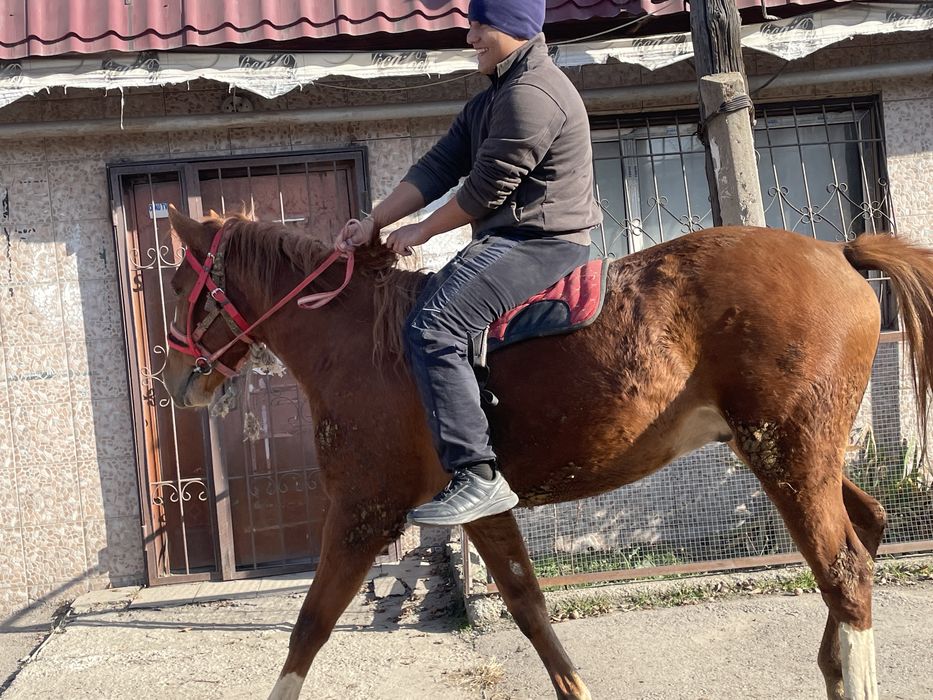 Продам лощадь 2,6 года