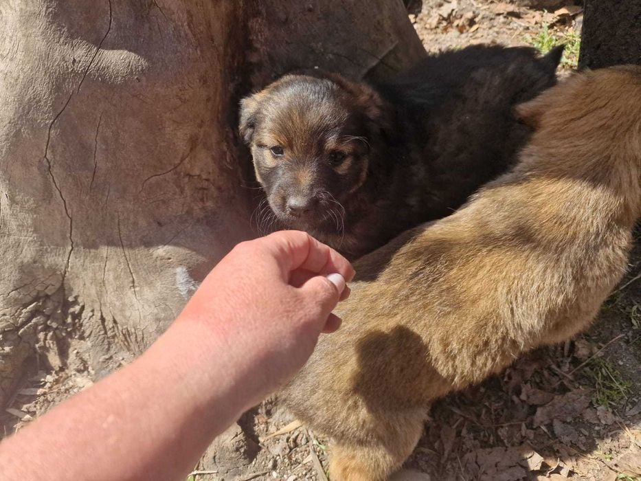 Отдам щенков в хорошие руки