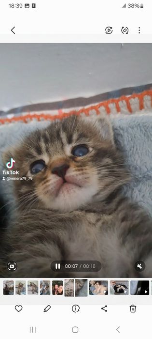 Отдам дарм котят в хороше руки