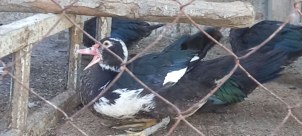 Инда утка сотилади тоза бокилган