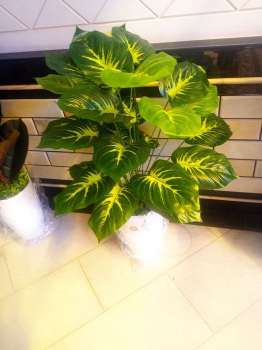 Суний гуллар арзони