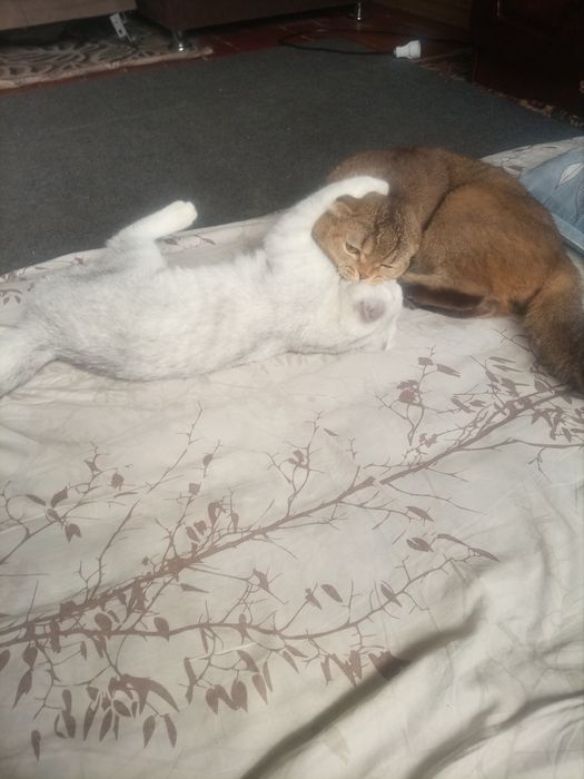 Продёться кот бретанец