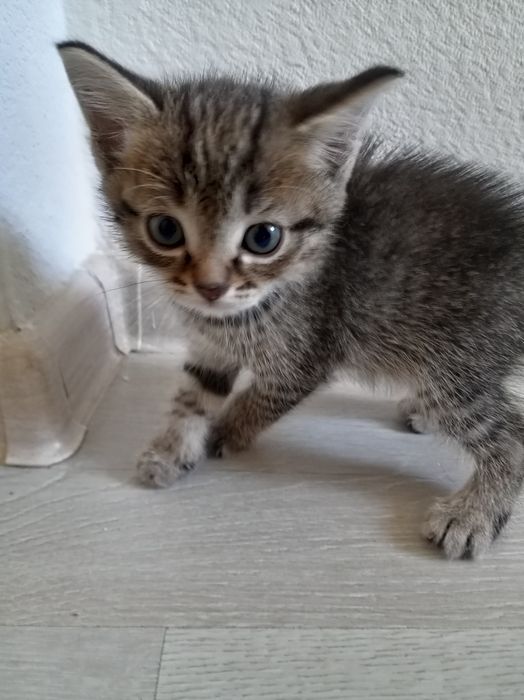 бесплатно котята