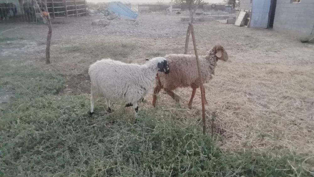 Қой қозы сатылады срочно