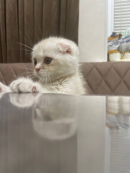 Котята Скоттиш Фолд ( Skotish Fold mushuk) Кошка