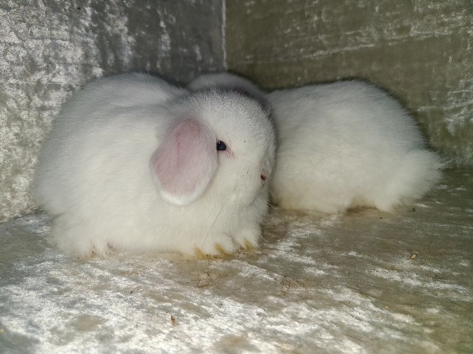 Karlik quyon bolalari sotiladi