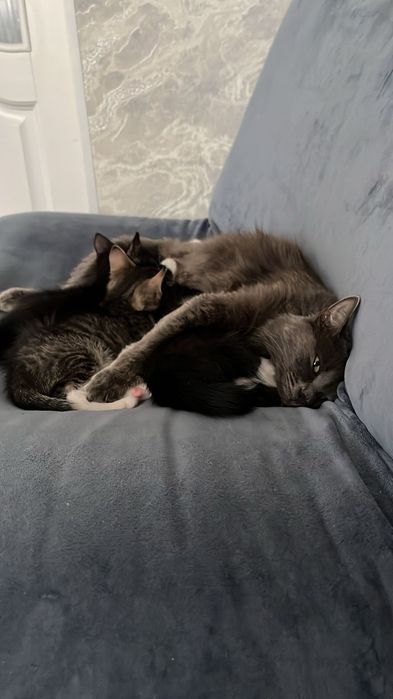 Отдам котят в хорошие руки