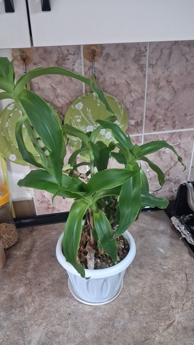 Домашние цветы Санцыверии