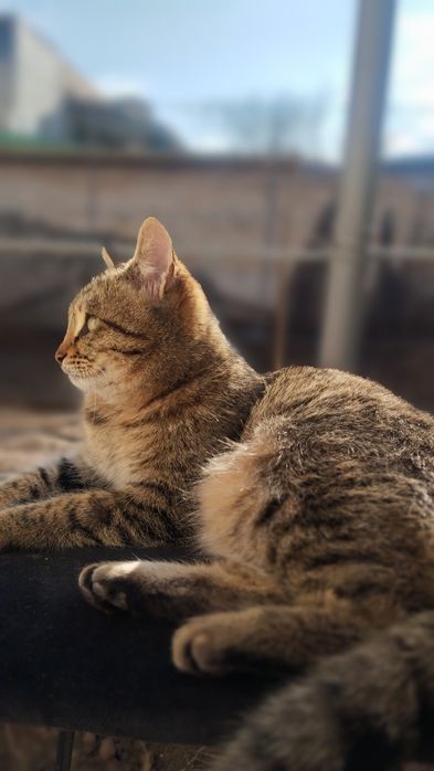 Shu 4 tasi hadiyaga beriladi