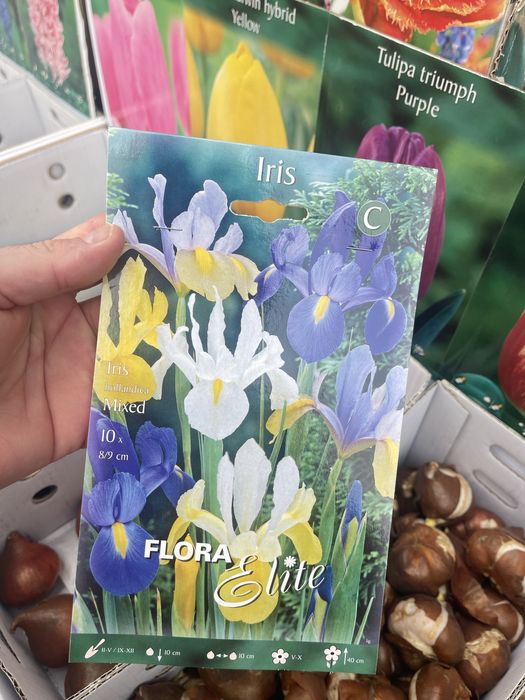 Ирисы сортовые - луковичные