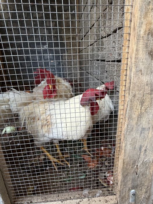 Xo'roz sotiladi 11 oylik