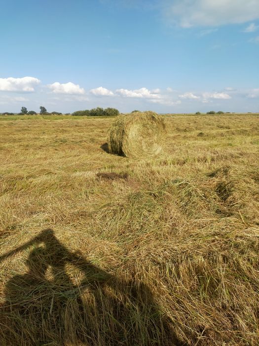 Продам сено в тюках