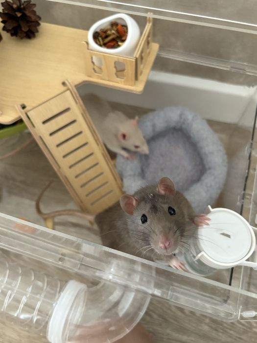 Крысы с клеткой