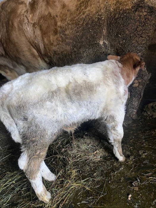 vand tauras rasa albastru belgian