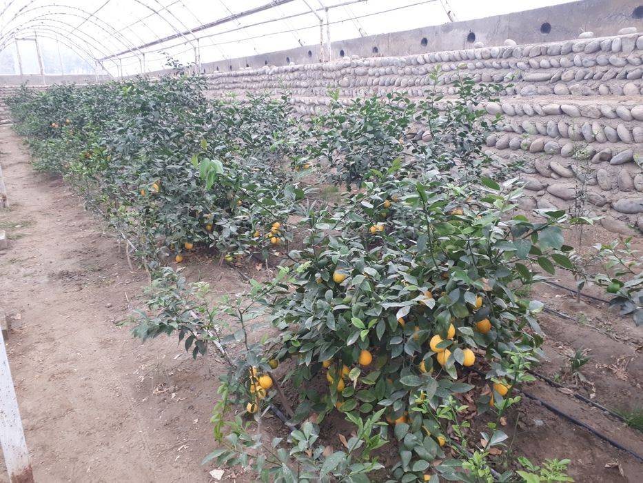 Теплицы лимонария и кумкват, мандарин. Виноградник