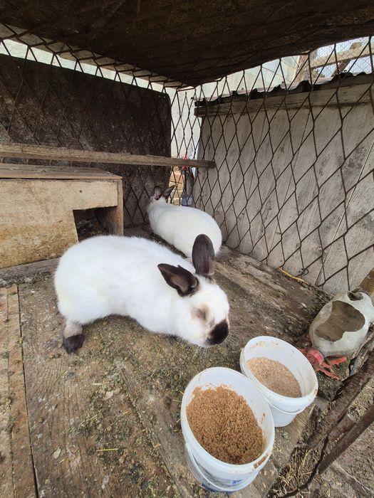 Кролик евро калиф