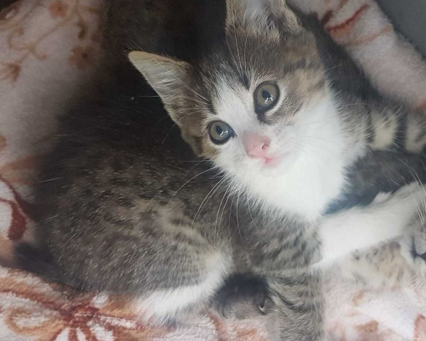 Pisicuță spre adopție