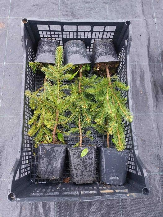 Pachet 30 buc. puieti Mixt containerizati brad, molid, pin- 10 specii