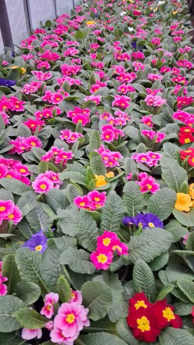 Flori - Primule - Toate culorile