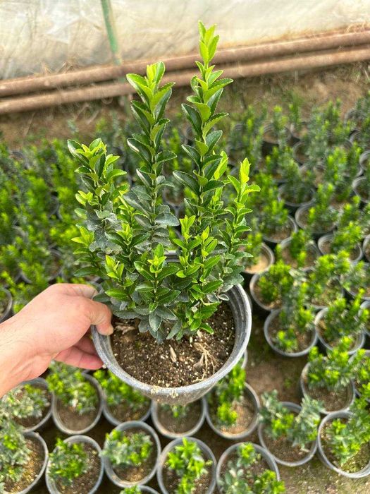 Брисклет аура, браво, гринспринс. Лисидум Euonymus Green Spire 3 L.