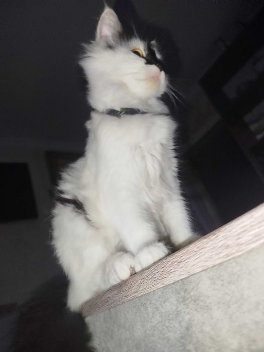 Кошка породистая