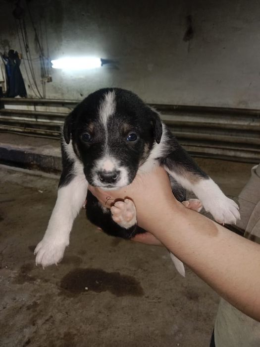 Бесплатно  щенки