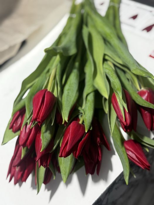 Крупные Тюльпаны