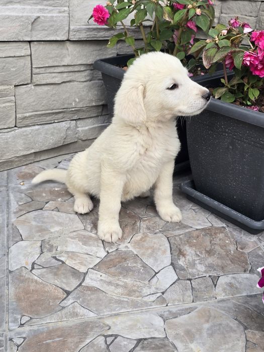 Бебенца лабрадор ретривър