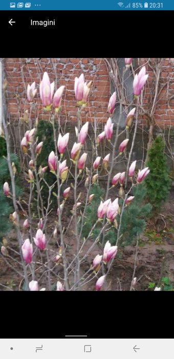 Magnolii de mai multe dimensiuni