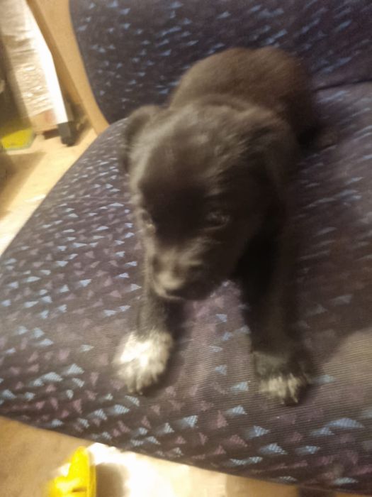 Маленькие щенки ищут дом