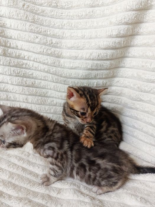 Продам бенгальских котят