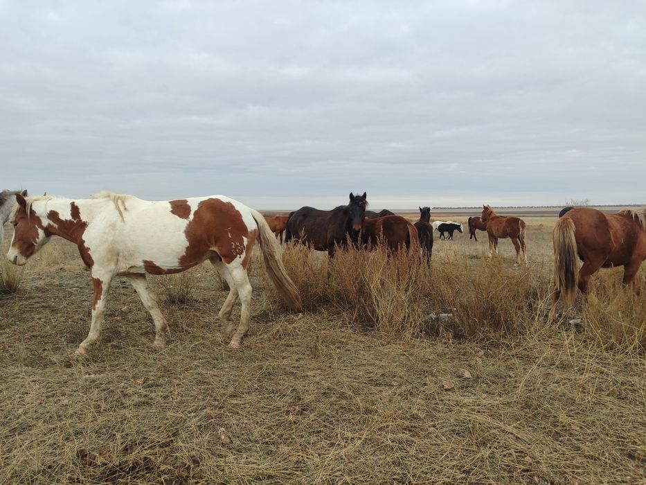 Продам лошадь бие