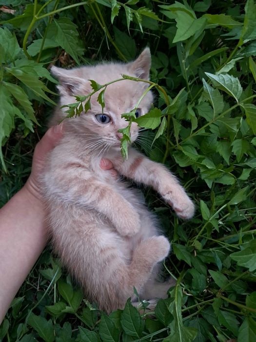 Puiuți de pisică spre adopție