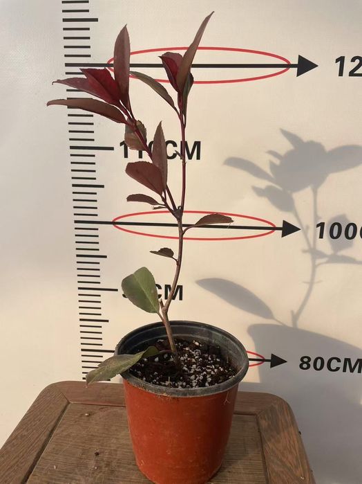 Фотиния кучатларига заказ оламиз оптом