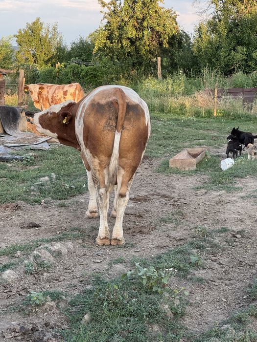 Vand taur baltata romaneasca