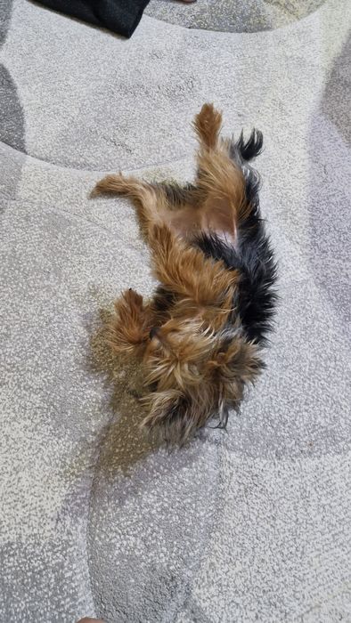 Мини  Йорки търси нов дом