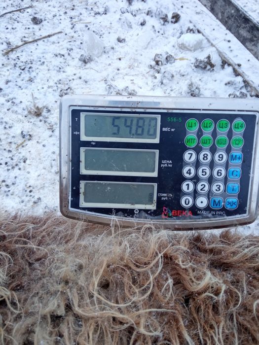 Қой Бараны Овцы Тоқты