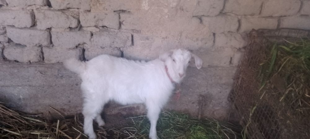 эчки она бола сотилади