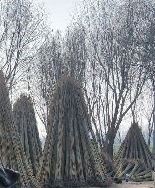 Ishonchli terak ko'chatlari