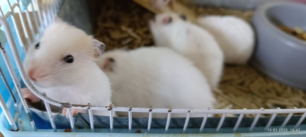 Хомячки Сирийские детки!