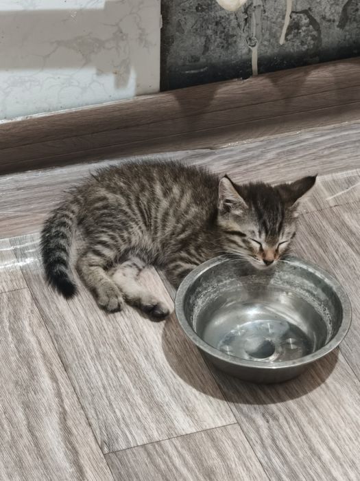 Отдам котят в хорошие руки