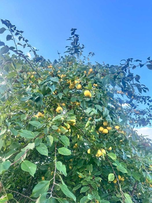 Продам дачу. С/Т Вишенка