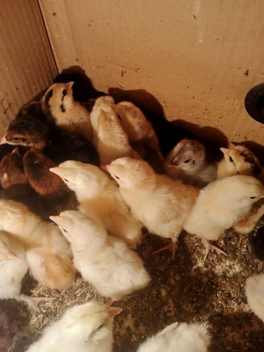 Домашние цыплята.