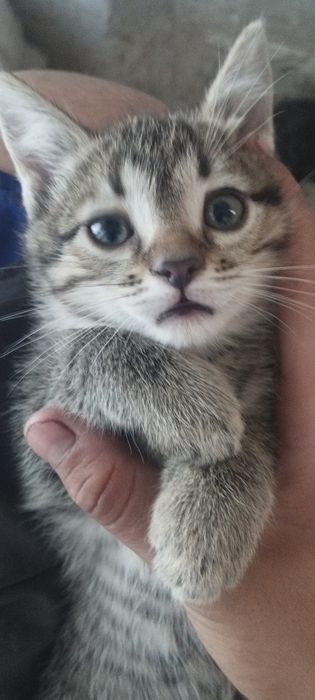 Mushukchalarni  hadiya qilaman