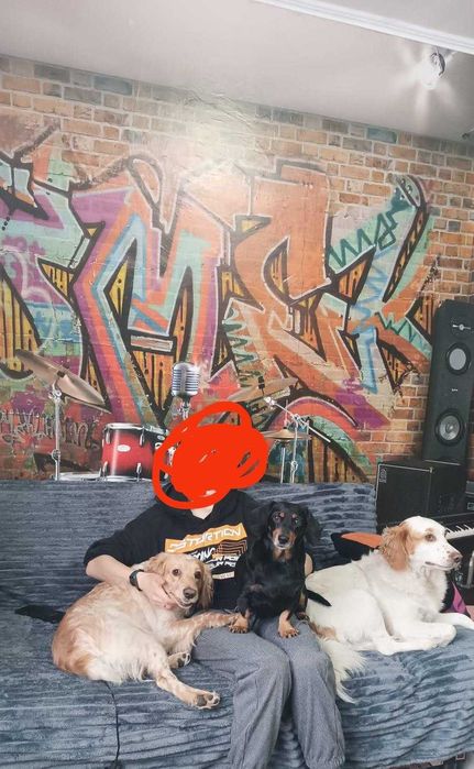 В добрые руки щеночков спаниель