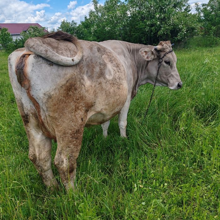Vând junica la a doua fătare, gestanta în 8 luni